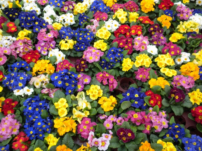 Flowers at a York flea market